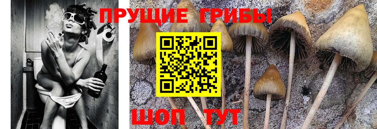 Галлюциногенные грибы прущие грибы  закладки  Вход с VPN  Кимовск  Псилоцибиновые грибы мухоморы 